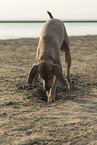 digging Weimaraner