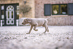 Weimaraner Puppy