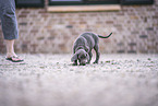 Weimaraner Puppy