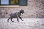 Weimaraner Puppy