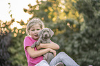 Weimaraner Puppy