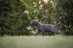 Weimaraner Puppy