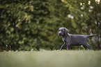 Weimaraner Puppy