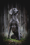 adult Weimaraner