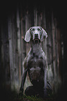 adult Weimaraner