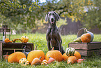 adult Weimaraner