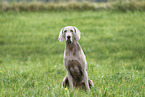 male Weimaraner