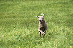 male Weimaraner