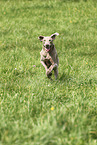 male Weimaraner