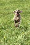 male Weimaraner