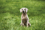 male Weimaraner