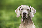 male Weimaraner