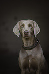 Weimaraner