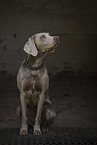 Weimaraner