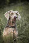 Weimaraner