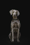 Weimaraner