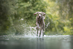 Weimaraner