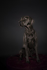 Weimaraner