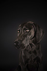 Weimaraner