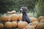 Weimaraner