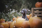 Weimaraner