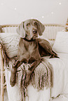 male Weimaraner