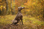 male Weimaraner