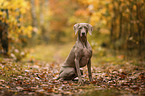 male Weimaraner