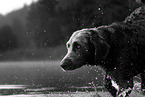 longhaired Weimaraner