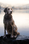 longhaired Weimaraner