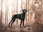 Weimaraner