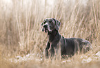 Weimaraner