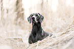 Weimaraner