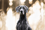 Weimaraner