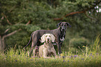 Weimaraner