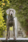 Weimaraner