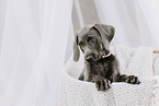 Weimaraner Puppy