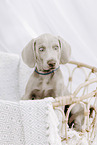 Weimaraner Puppy