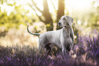 Weimaraner