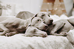 Weimaraner