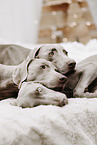 Weimaraner
