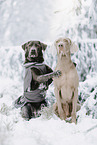 Labrador Retriever and Weimaraner
