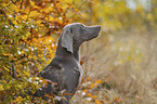 female Weimaraner