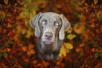 female Weimaraner