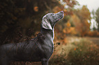 female Weimaraner