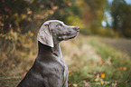 female Weimaraner