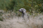 female Weimaraner