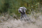 female Weimaraner