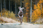 female Weimaraner