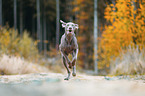 female Weimaraner